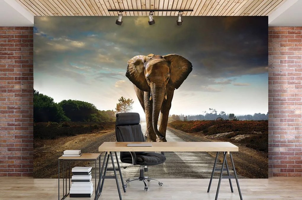 Fototapet - Elefant (152,5x104 cm)