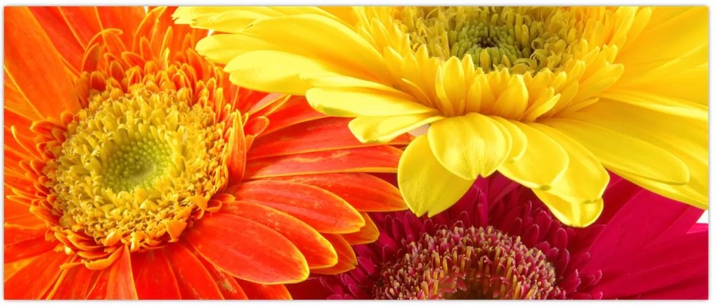 Tablou - Flori Gerbery (120x50 cm)