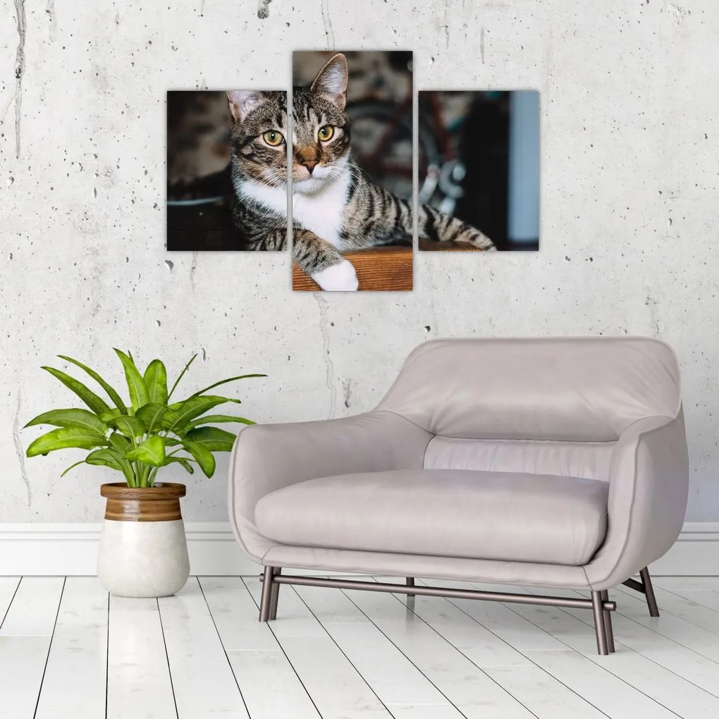 Tablou cu pisica (90x60 cm)