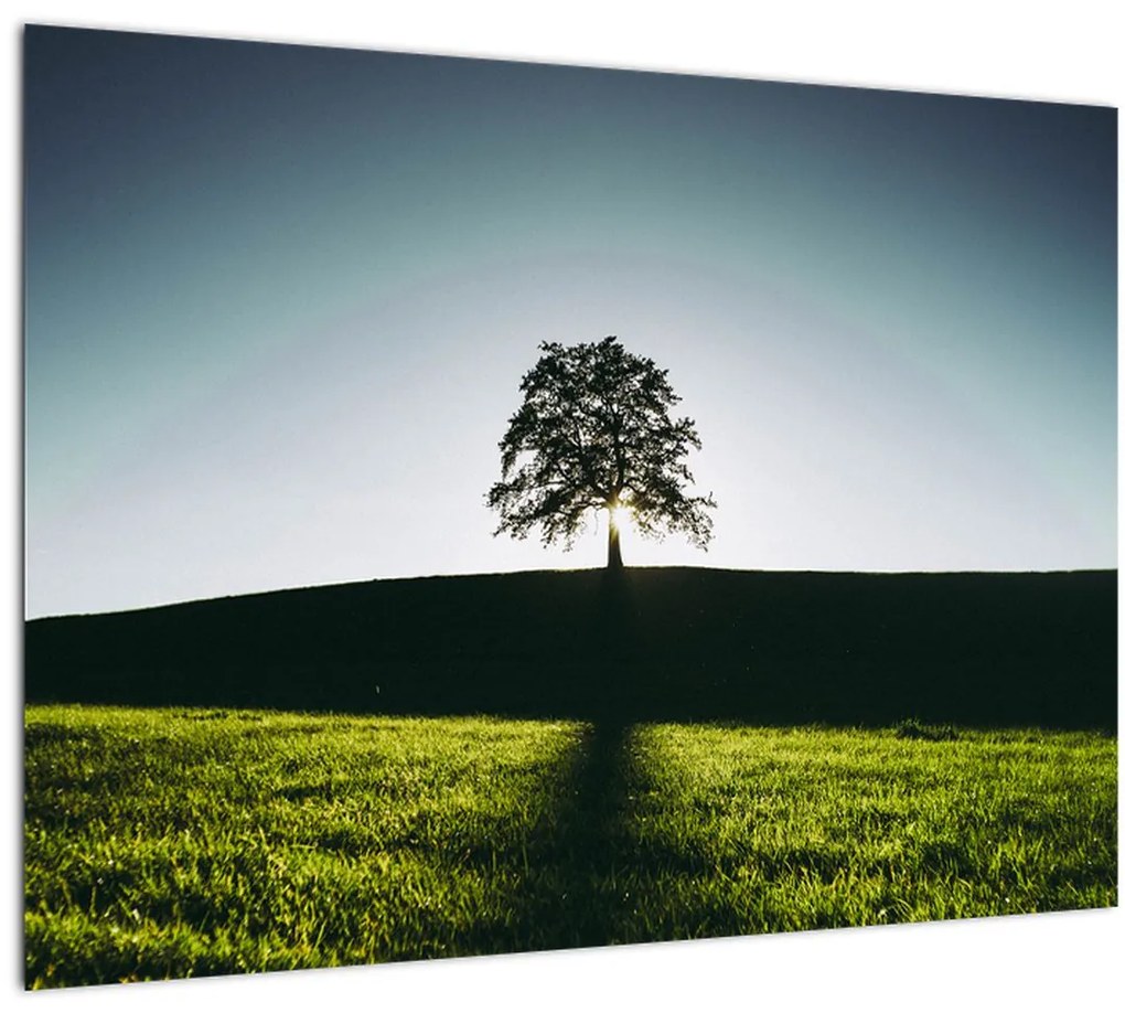 Tablou cu natura - copac (70x50 cm)