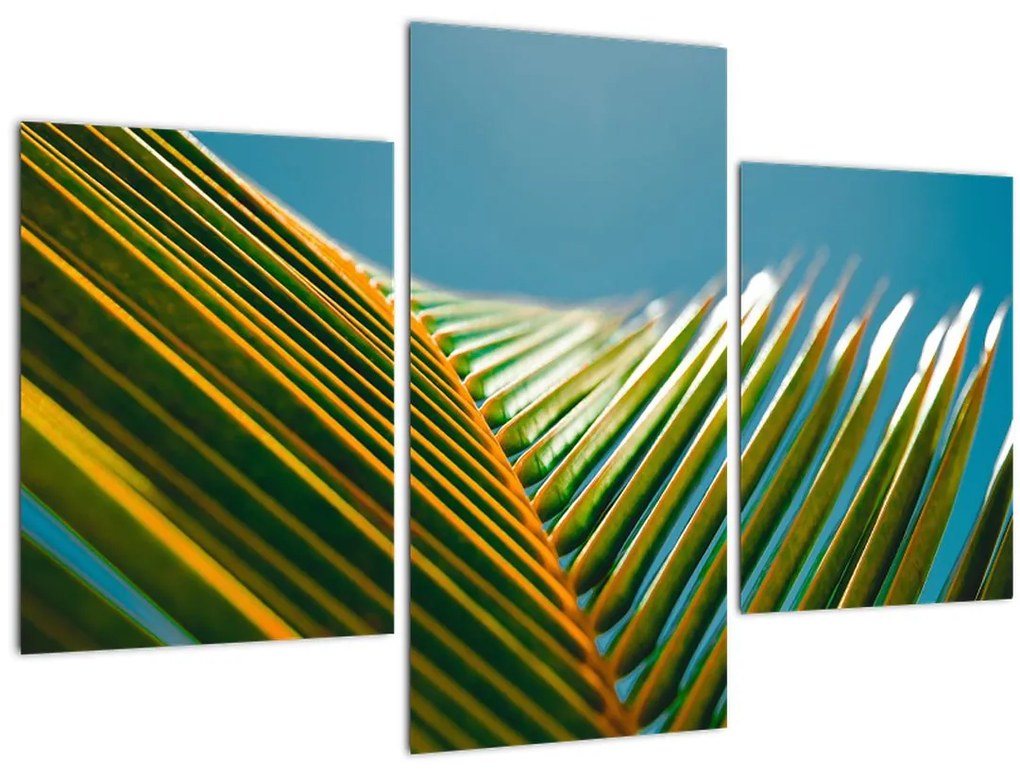 Tablou - Frunze de palmier (90x60 cm)