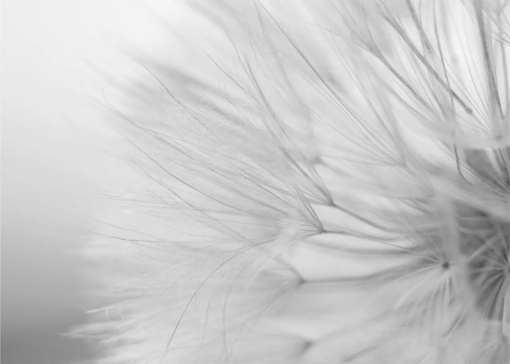 Tablou pe sticlă - Dandelion (70x50 cm)