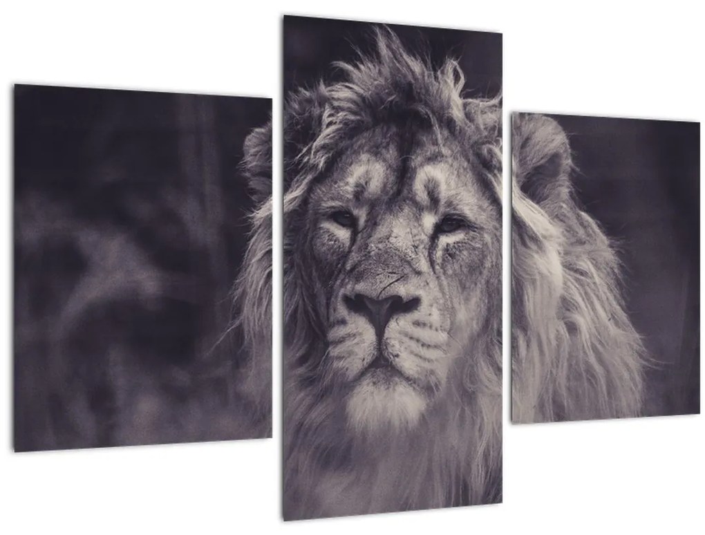 Tablou cu leu (90x60 cm)