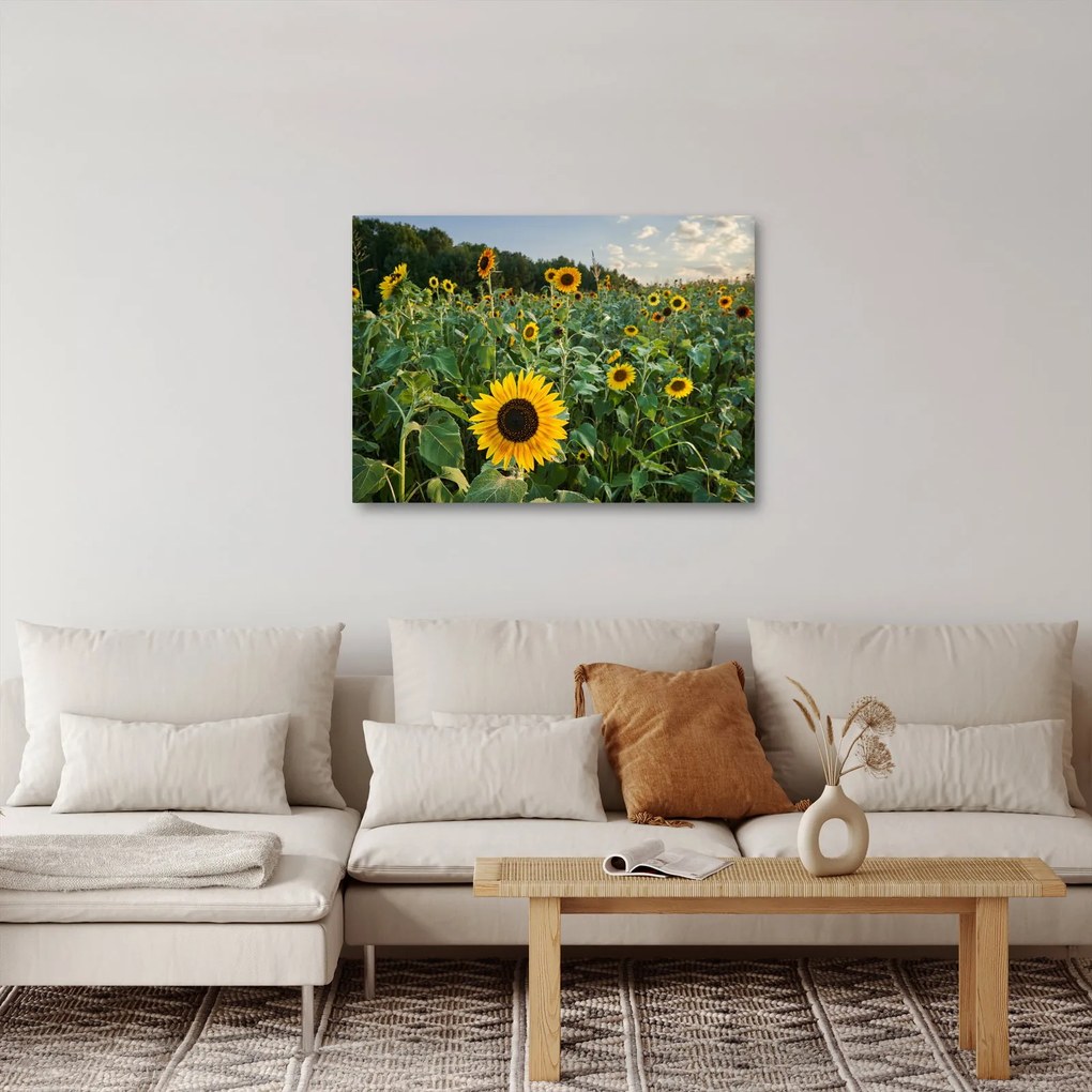 Tablou - Câmpul de floarea-soarelui II. (70x50 cm)
