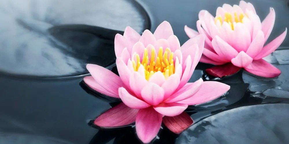 Tablou floare de lotus pe lac