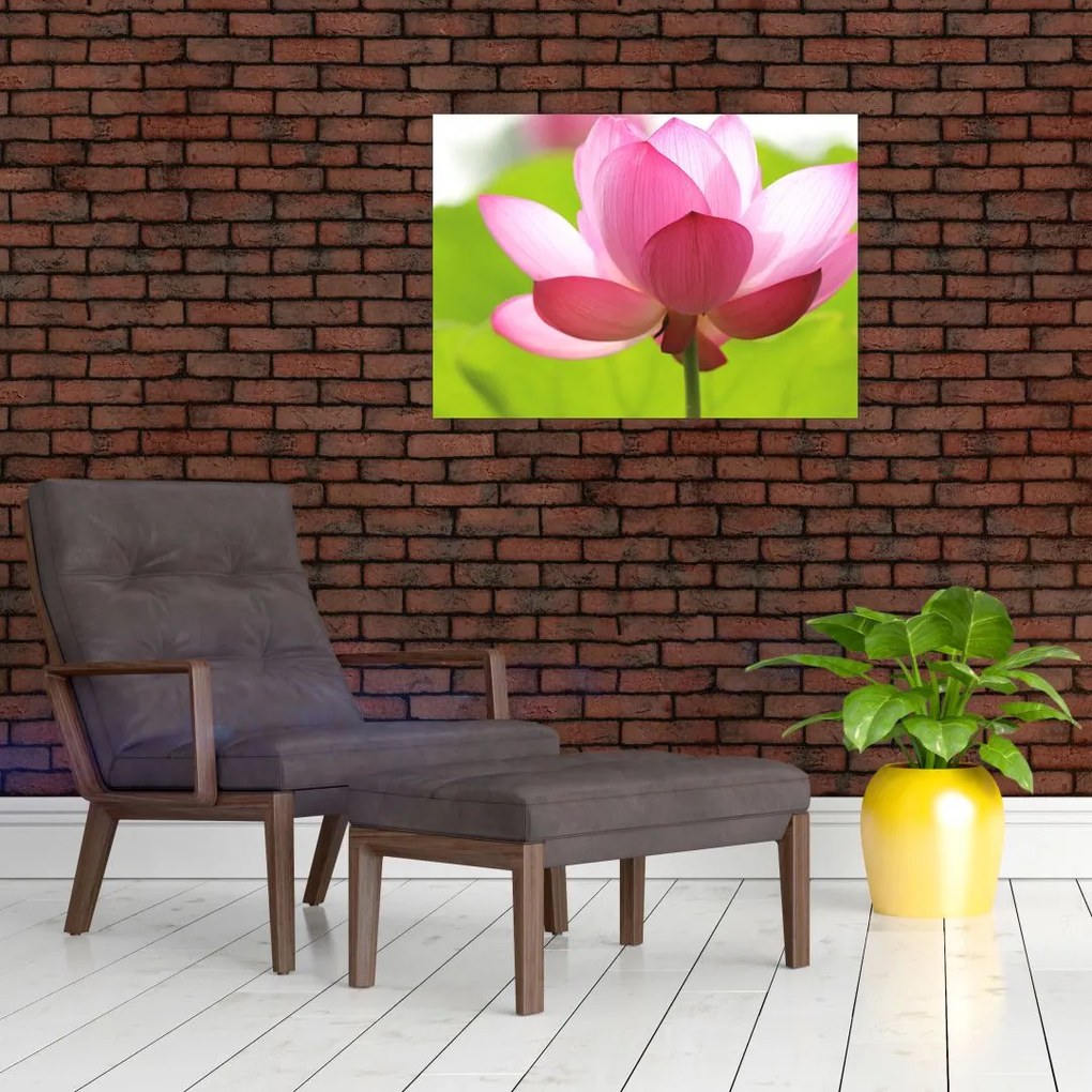 Tablou cu flori de lotus (70x50 cm)