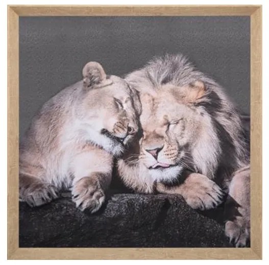 Tablou canvas Lions, 58x58 cm