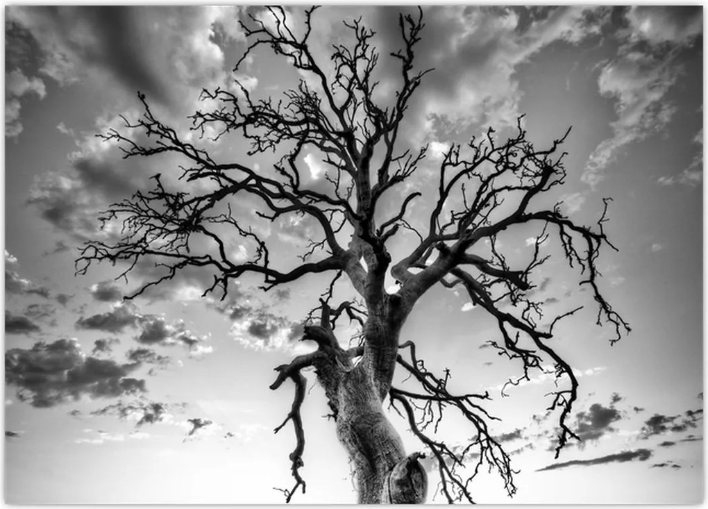 Tablou - Copacul, alb-negru (70x50 cm)