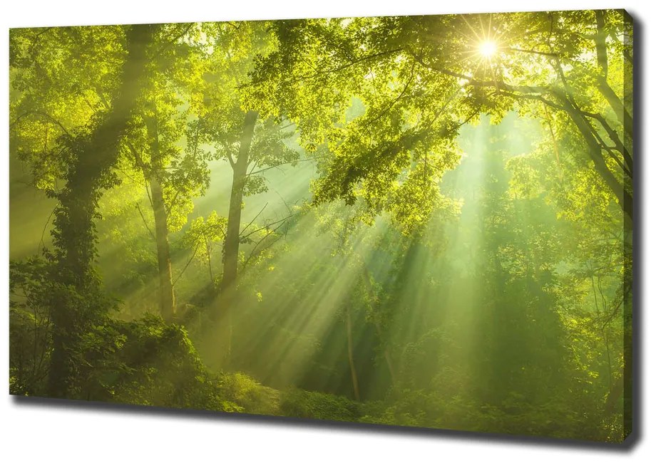 Print pe canvas Pădurea în soare