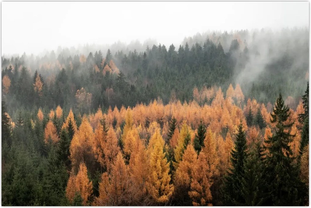 Tablou - Pădure toamna (90x60 cm)