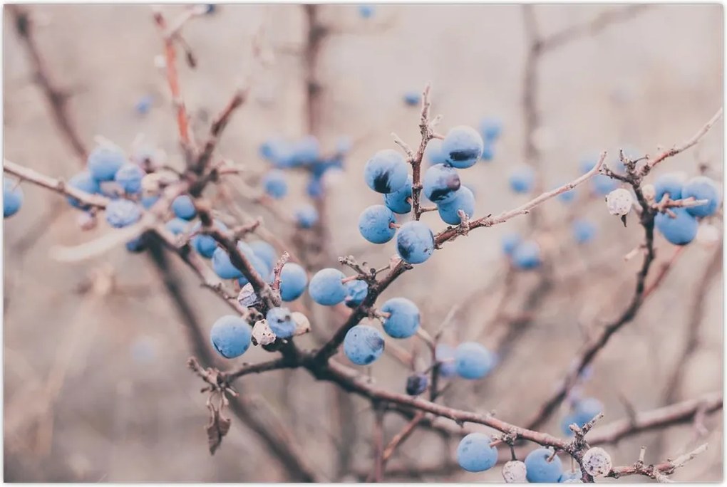 Tablou cu fructe pe tufiș (90x60 cm)