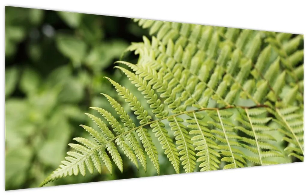 Tablou - Frunză de ferigă (120x50 cm)