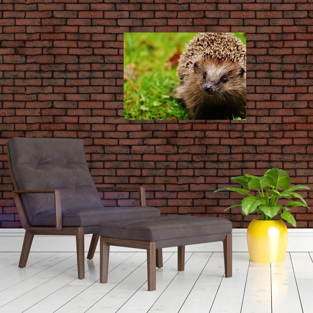 Tablou pe sticlă cu arici (70x50 cm)