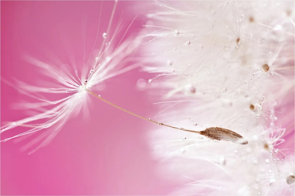 Tablou - Floare macro (90x60 cm)