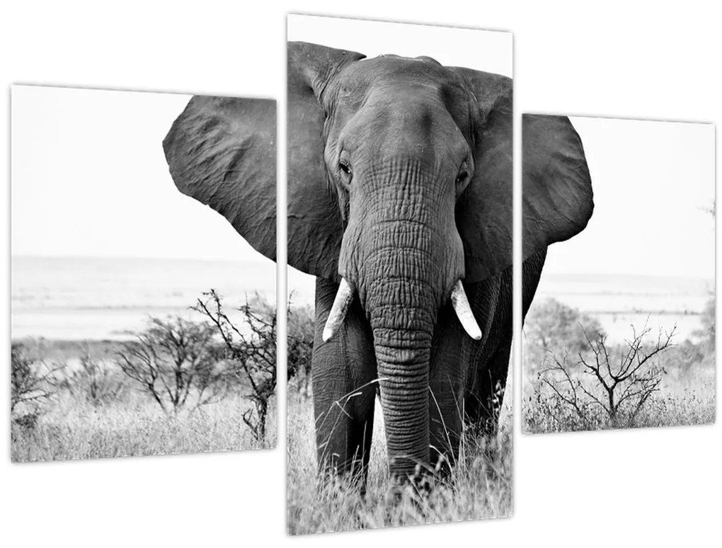 Tablou - Elefantul african II. (90x60 cm)