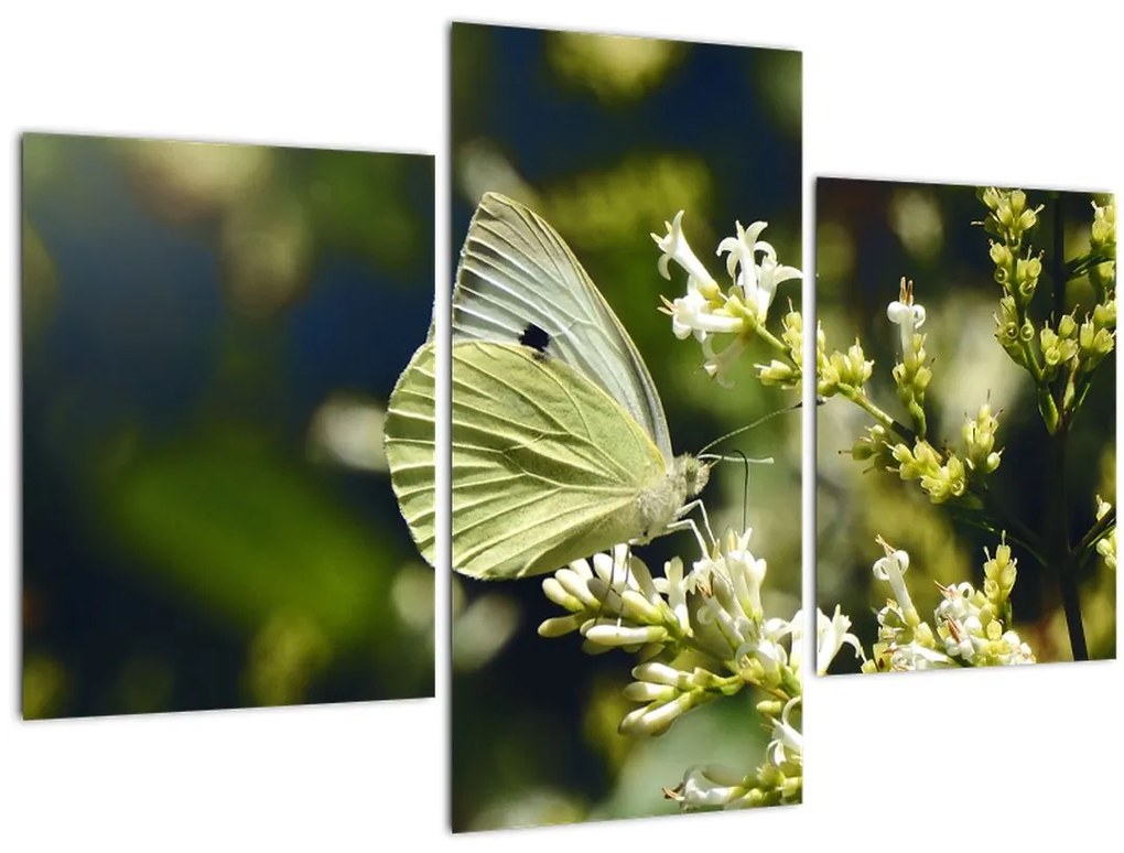 Tablou cu fluture (90x60 cm)