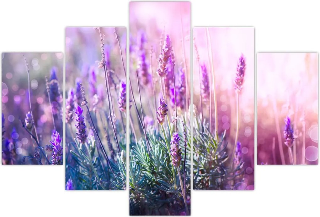 Tablou - Lavandă în strălucirea soarelui (150x105 cm)