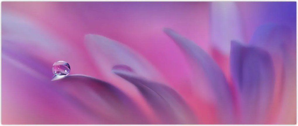 Tablou - Picătură pe floare (120x50 cm)
