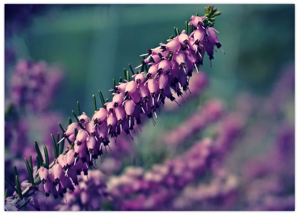 Tablou pe sticlă cu lavanda (70x50 cm)