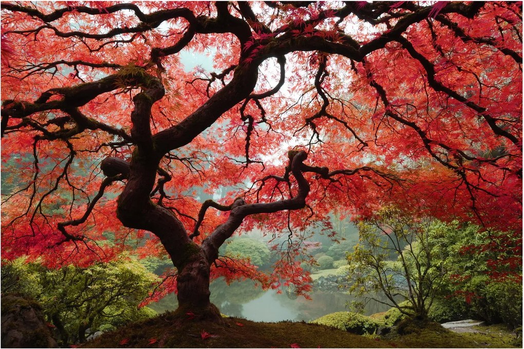 Tablou - Arțarul japonez roșu, Portland, Oregon (90x60 cm)