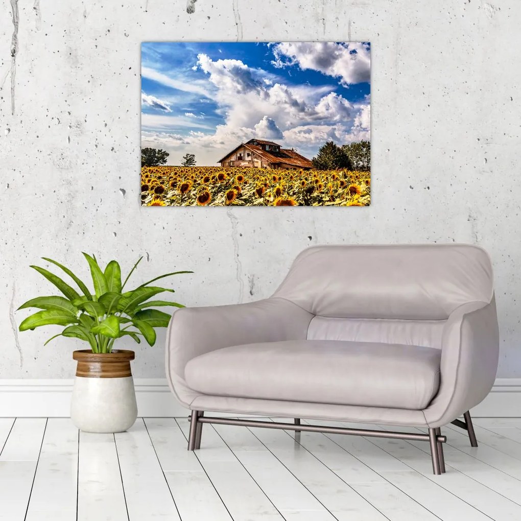 Tablou cu câmp de floarea soarelui (70x50 cm)
