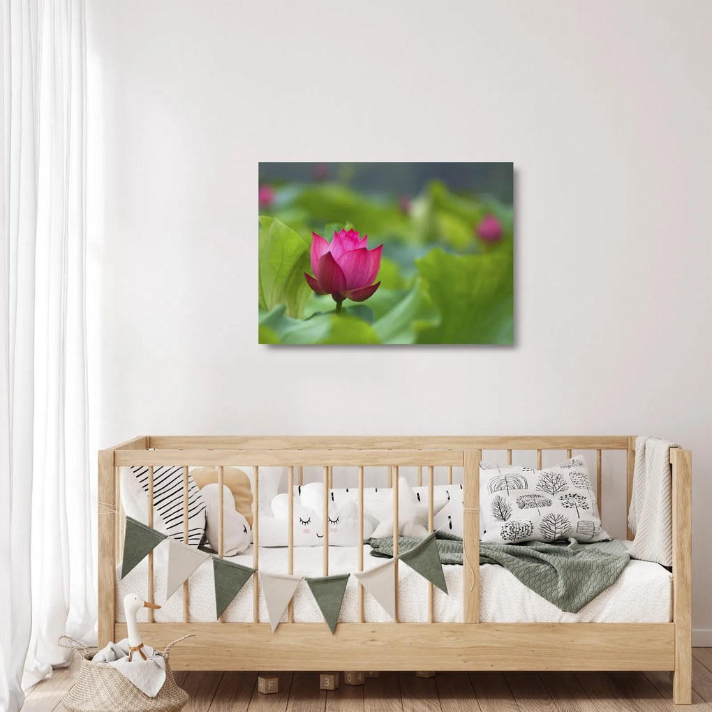 Tablou pe sticlă - floare de apă (70x50 cm)