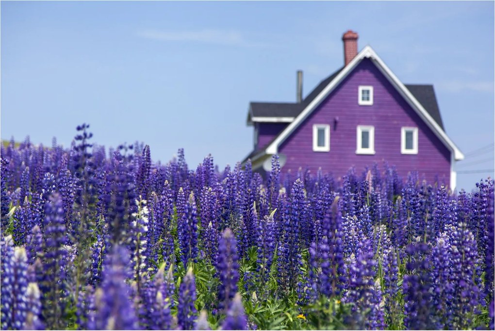 Tablou cu câmp de lavanda (90x60 cm)