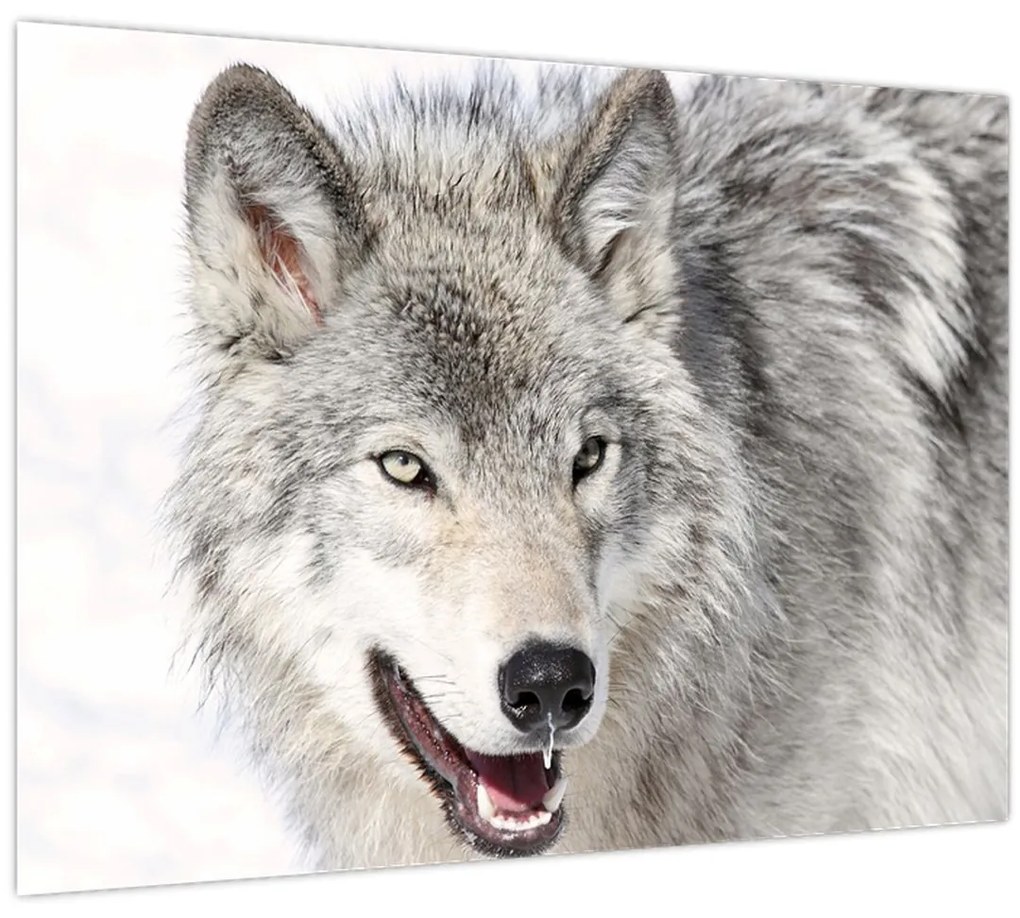 Tablou - Lupul în natură (70x50 cm)