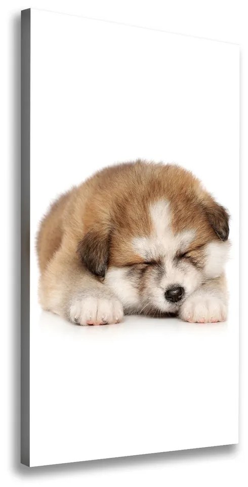 Tablou canvas Akita