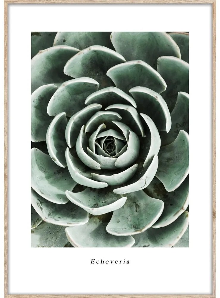Tablou 50x70 cm Echeveria – Styler