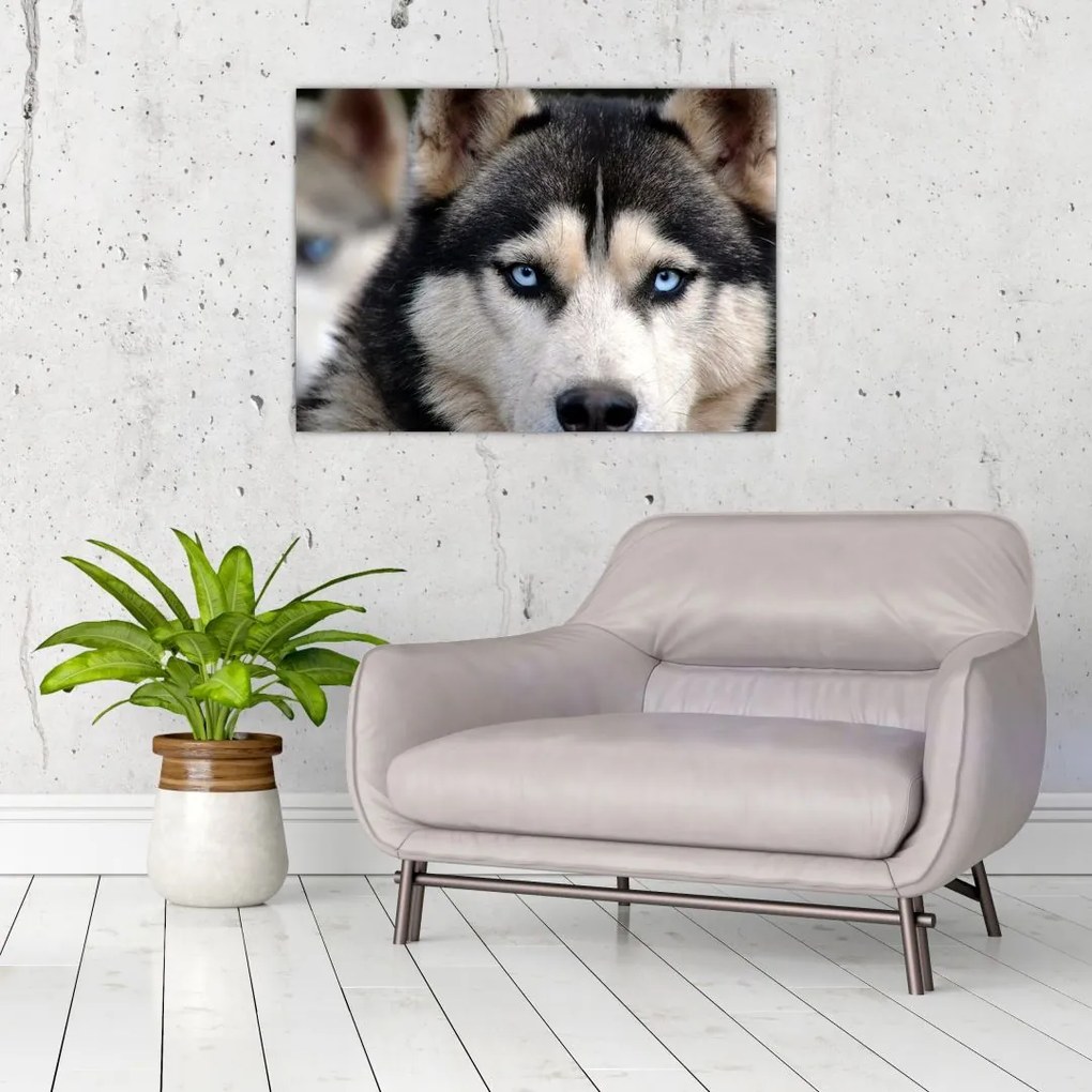 Tablou pe sticlă cu câinele husky (70x50 cm)