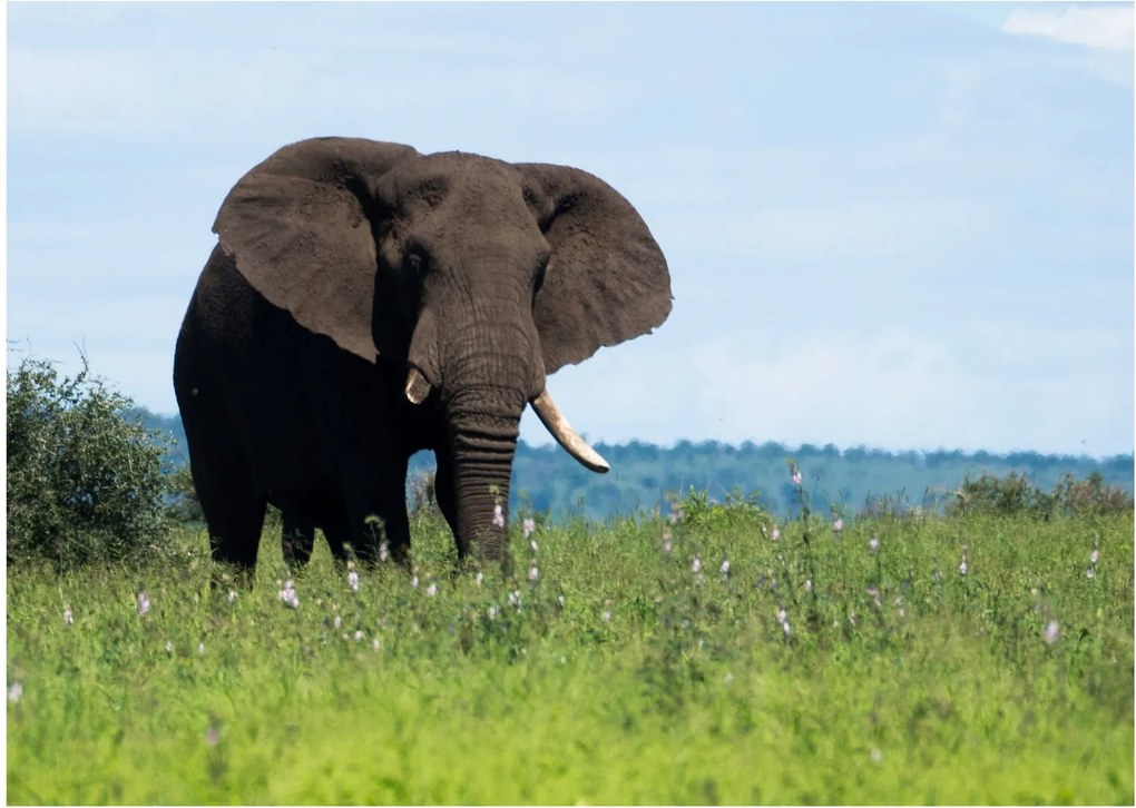 Tablou pe sticlă cu elefant (70x50 cm)