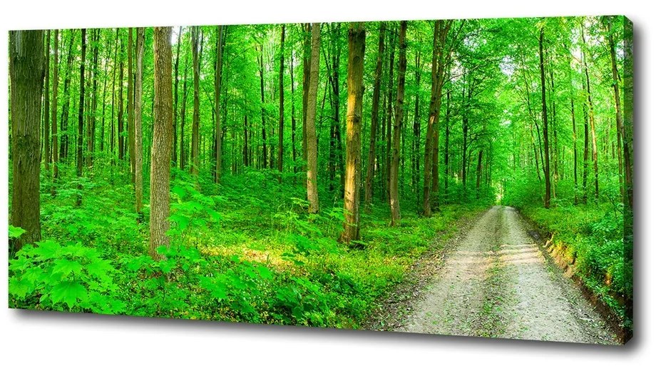 Imprimare tablou canvas Copaci în pădure
