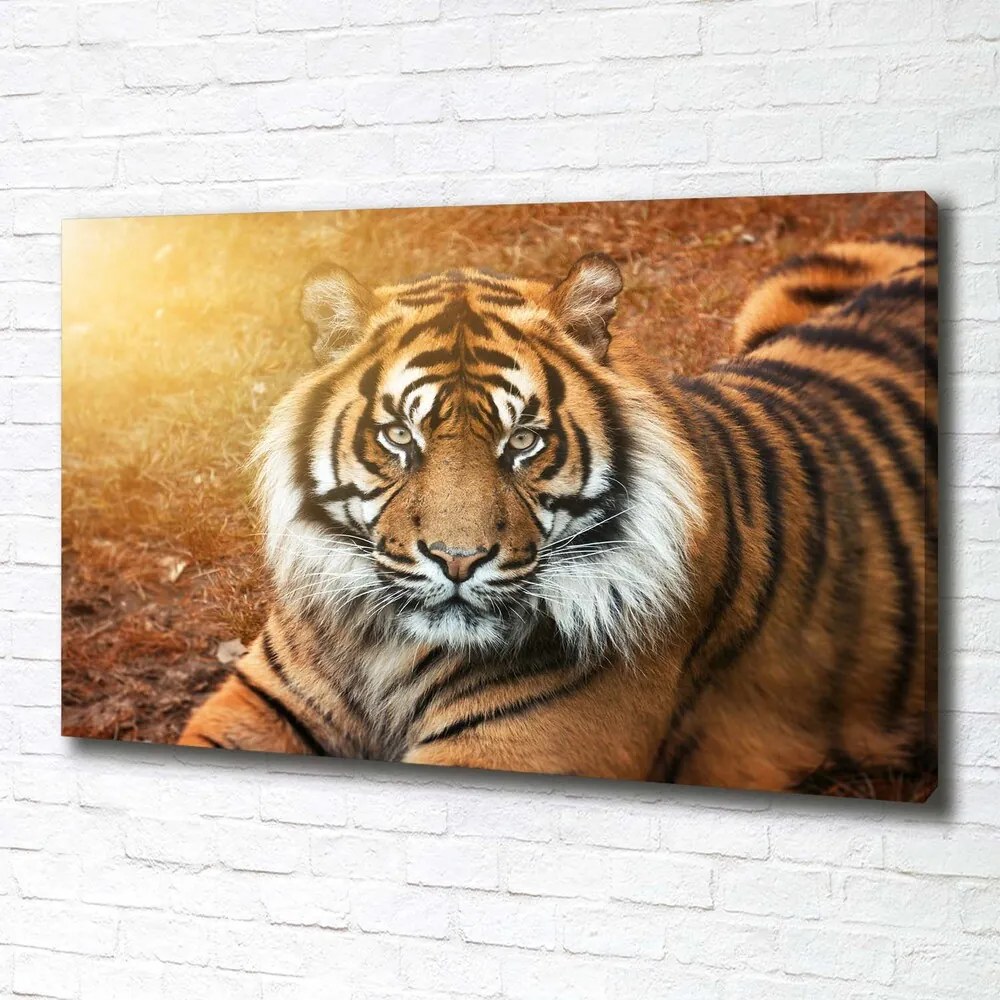 Tablou canvas Tigru bengalez