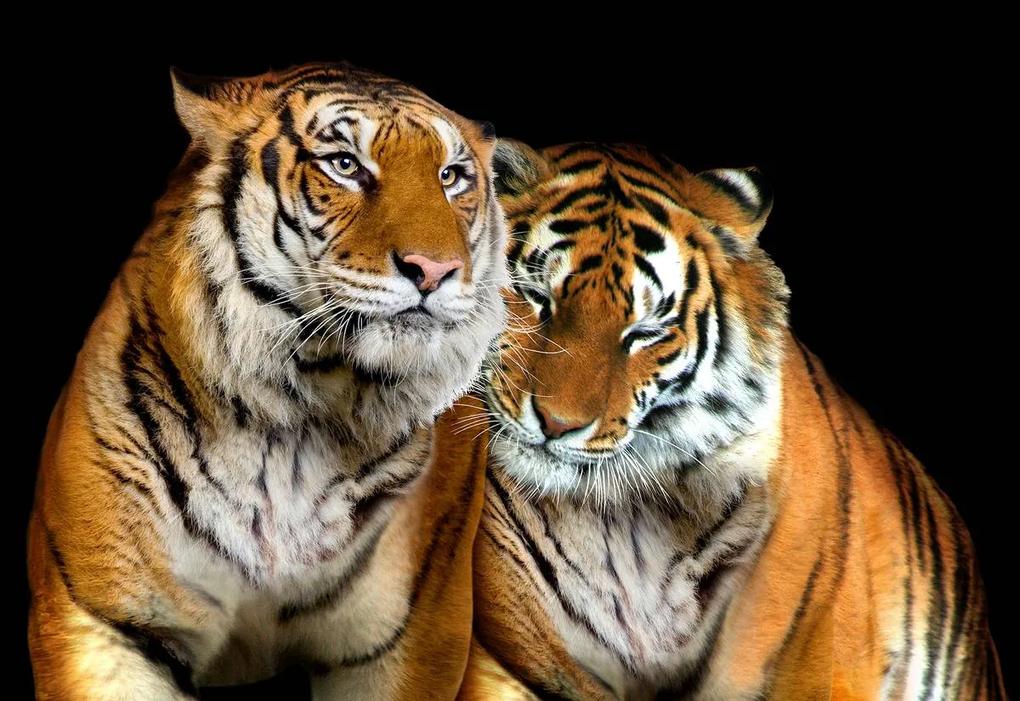 Fototapet - Tigri (254x184 cm), în 8 de alte dimensiuni noi