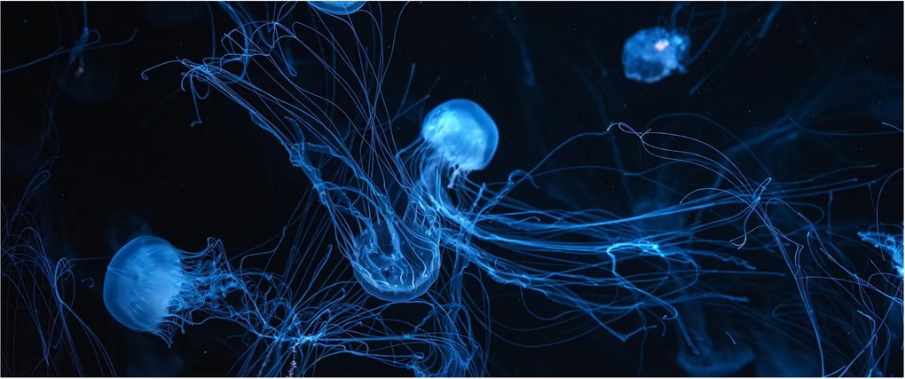 Tablou - Meduză (120x50 cm)