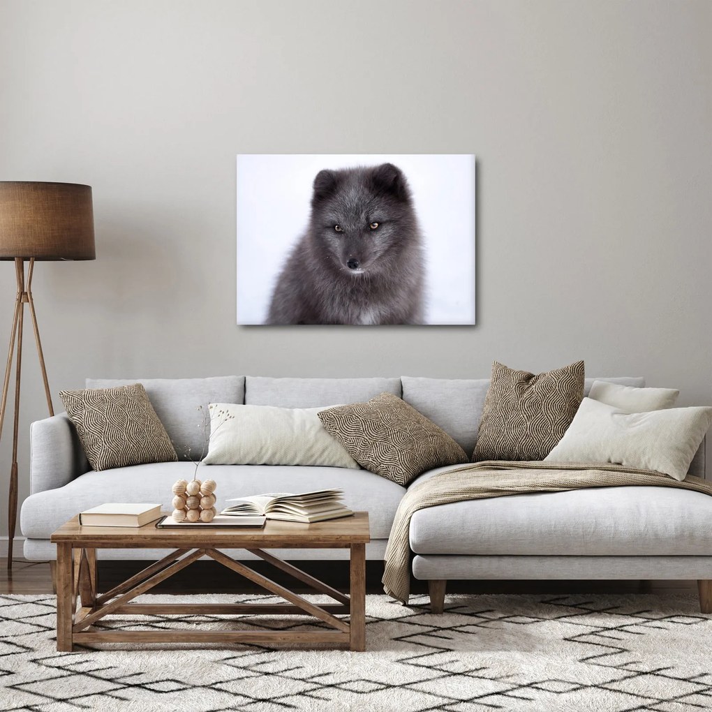 Tablou cu vulpe polară (70x50 cm)