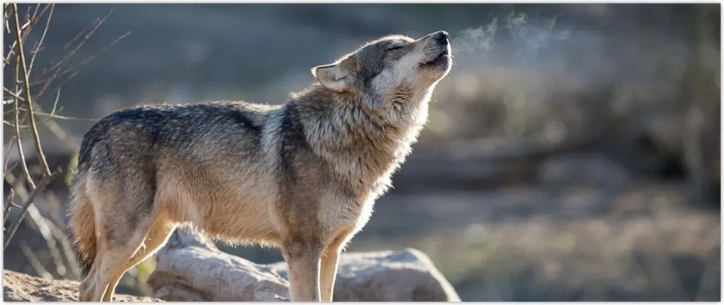 Tablou - Lupul urlător (120x50 cm)
