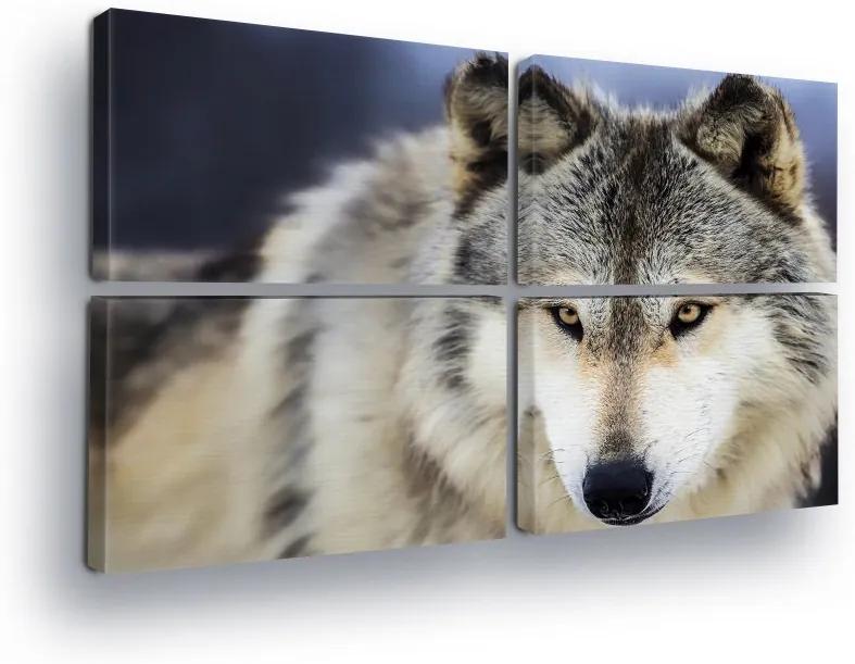 GLIX Tablou - Wolf View 4 x 60x40 cm