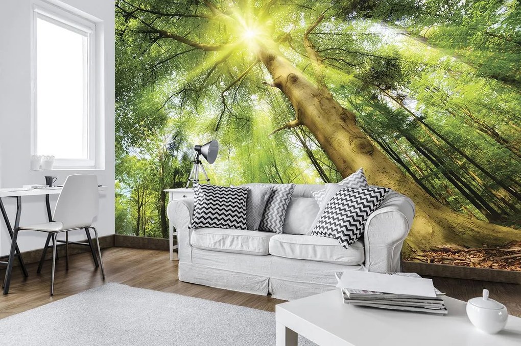Fototapet - Copac în lumina zilei (152,5x104 cm)