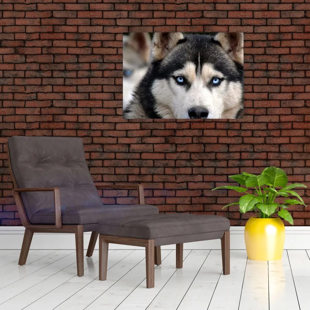 Tablou pe sticlă cu câinele husky (70x50 cm)