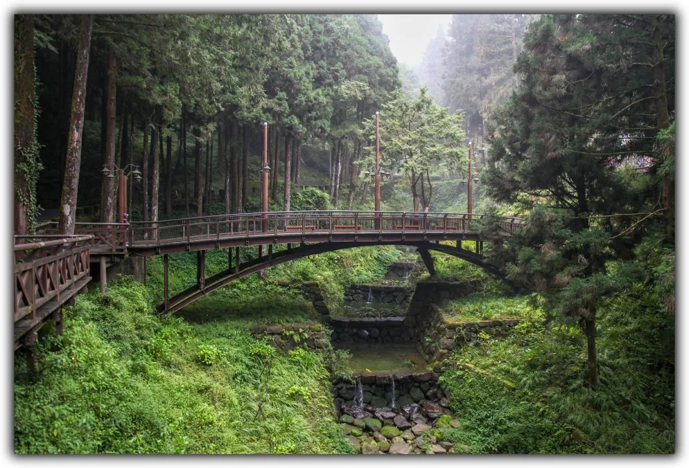 Tablou modern pe panou - forest wood bridge