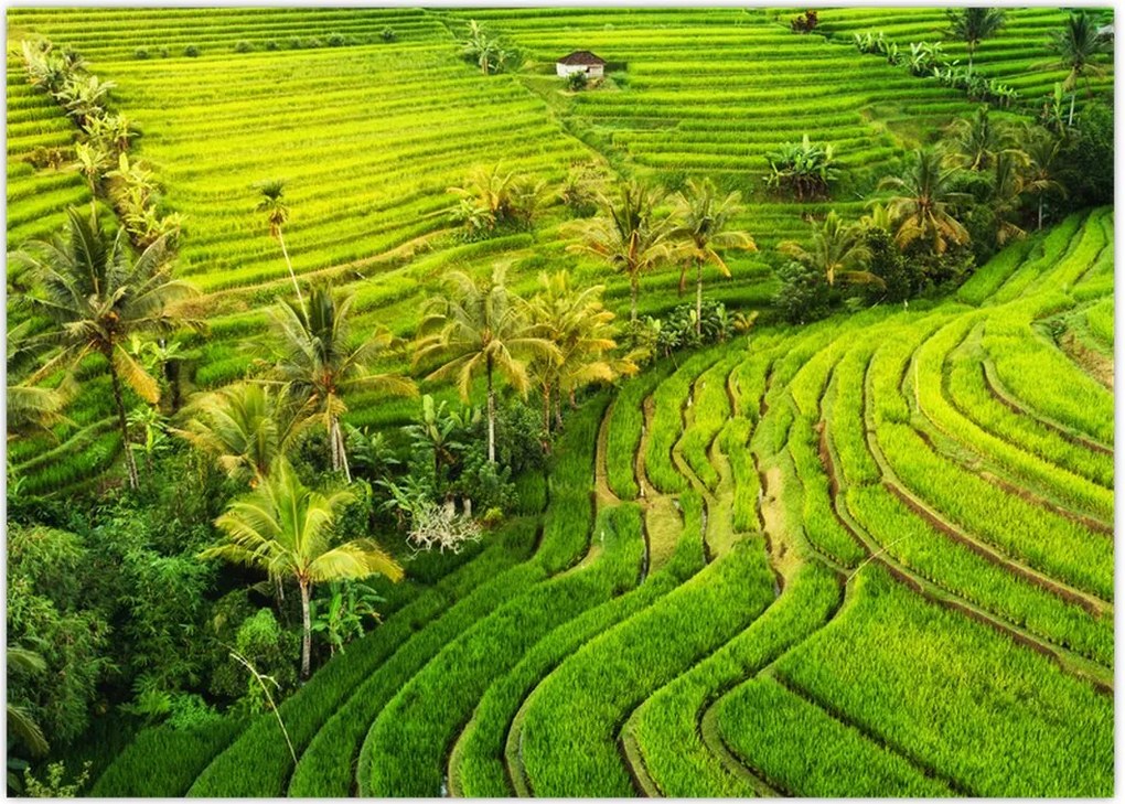 Tablou - Terase de orez (70x50 cm)