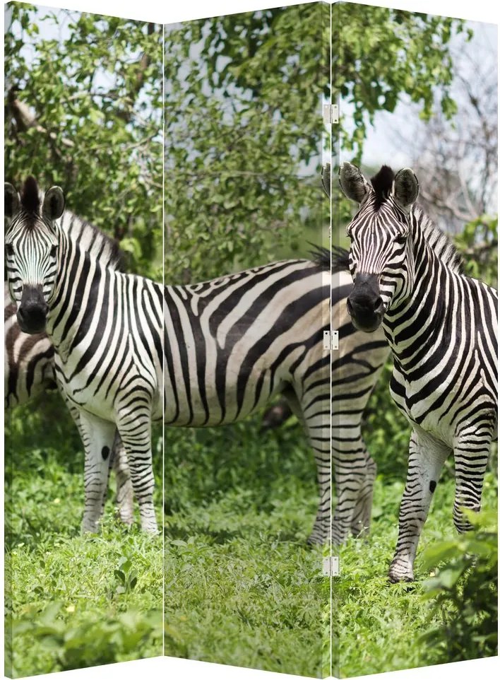 Paravan - Zebre (126x170 cm)