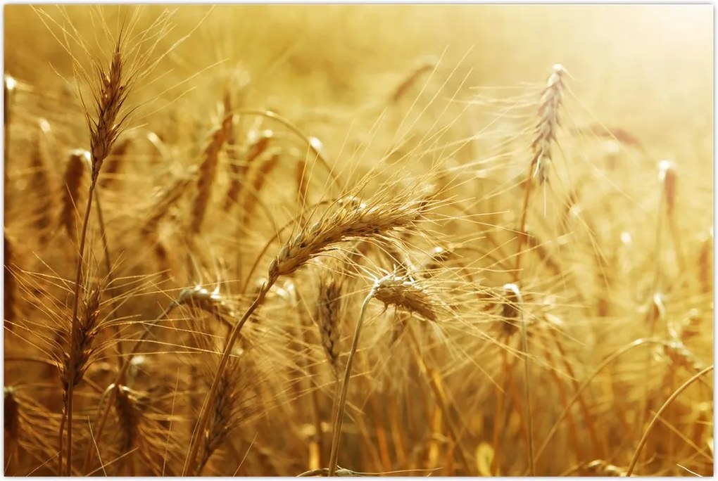 Tablou - Spice de cereale (90x60 cm)