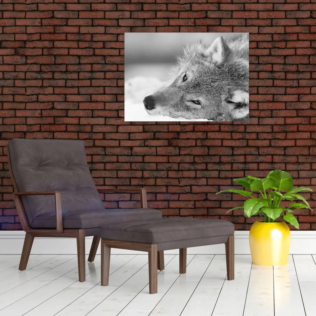 Tablou - Lup,alb-negru (70x50 cm)