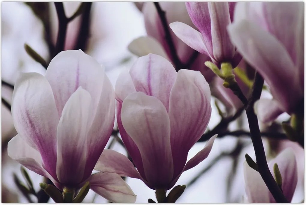 Tablou - Magnolie (90x60 cm)
