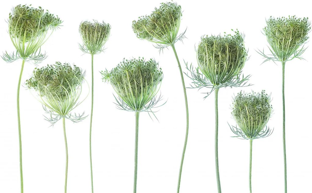 Fototapet, Wild Carrot, Rebel Walls