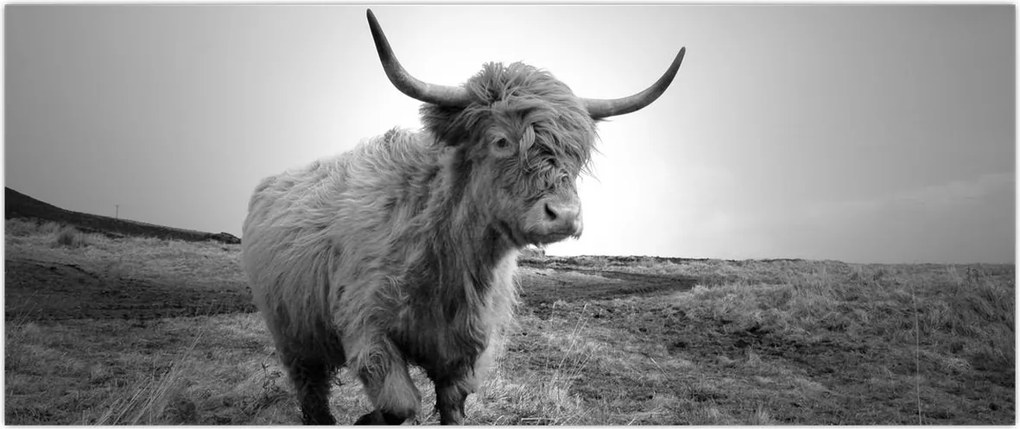 Tablou - Vacă scoțiană,alb-negru (120x50 cm)