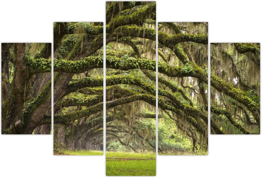 Tablou - Oaks Avenue, Charleston, Carolina de Sud, SUA (150x105 cm)
